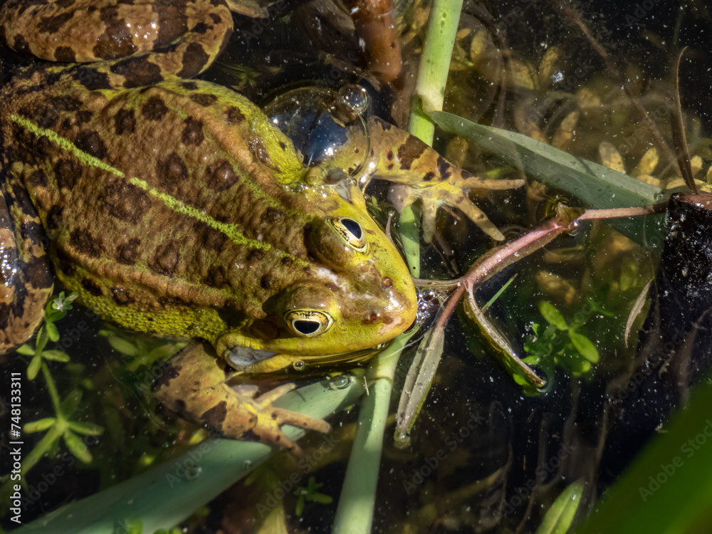 Close-up shot of a common water frog or green frog (Pelophylax esculentus) swimming in water among green leaves Close-up shot of a common water frog or green frog (Pelophylax esculentus) swimming in water among green leaves