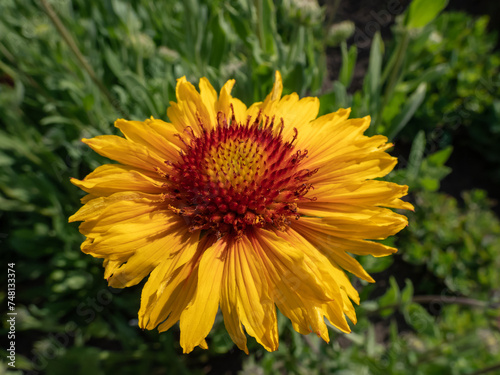 Great Blanket Flower (Gailardia aristata) boasting daisy-like yellow and orange flower heads in the garden in summer photo