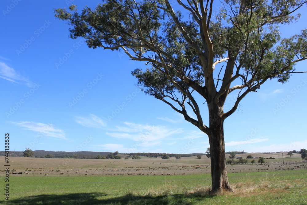 tree in the field in Adelaide, Australia