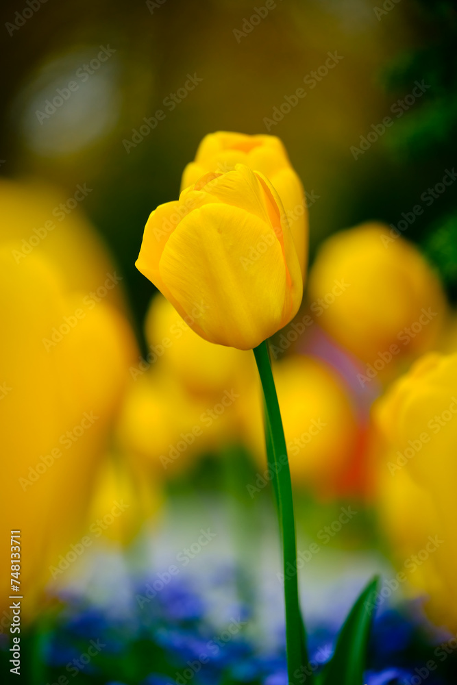 Obraz premium Yellow Tulips Ablaze, Spring's Golden Embrace, A Field of Spring Smiles, Hope Blooms in Yellow, Dance of Golden Petals, Spring's Happy Hue