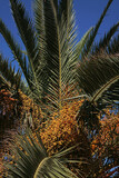Close-up of a Date palm (Phoenix dactylifera), in the little town of Gruissan, Aude, Occitanie, France