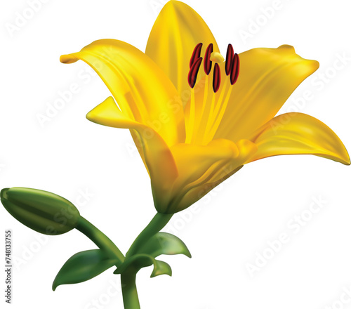 yellow lily isolated on white