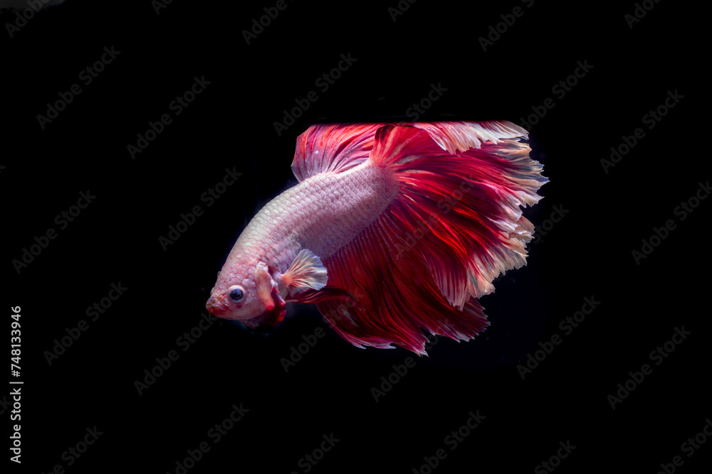 the beauty of white betta fish on a black background the beauty of white betta fish on a black background