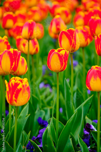 Red   Gold Tulips in Bloom  A Celebration in Red   Yellow Tulips  Where Sunshine Meets Crimson Flame