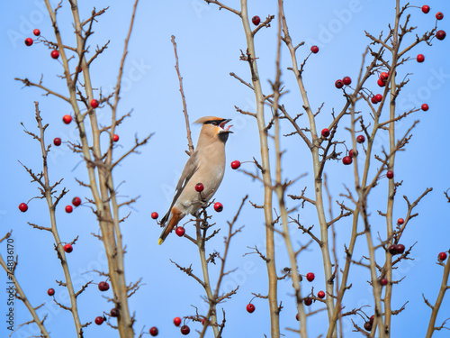 A Waxwing Feeding on Berries