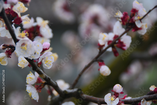 Plum blossoms - Alessandria - Piedmont - Italy