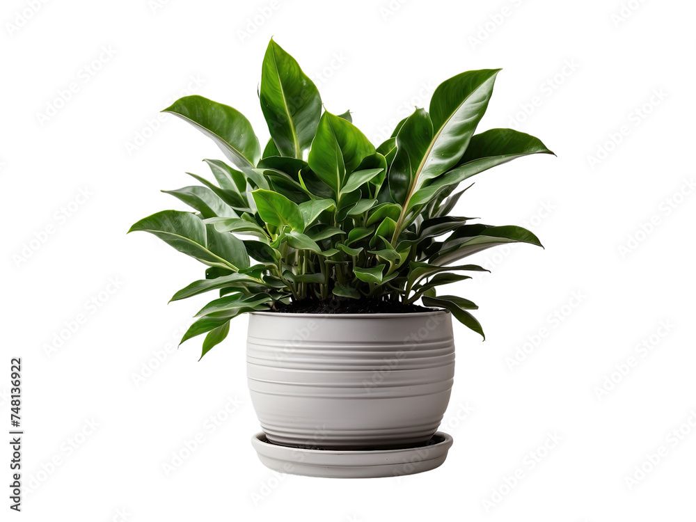  ZZ Plant in the pot isolated on a transparent background