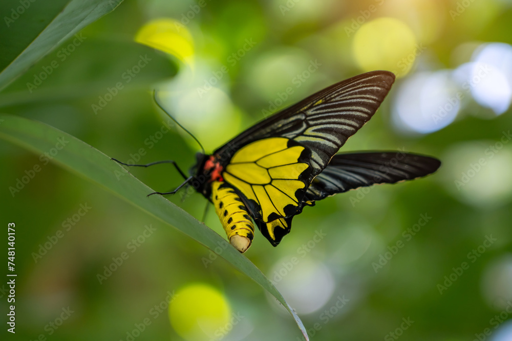 Large black butterfly with yellow flowers sits on the leaves of a tree tropical exotic rainforest jungle Large black butterfly with yellow flowers sits on the leaves of a tree tropical exotic rainforest jungle