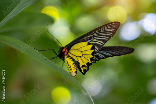 Large black butterfly with yellow flowers sits on the leaves of a tree tropical exotic rainforest jungle