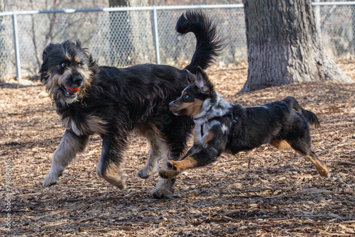 Dog Park