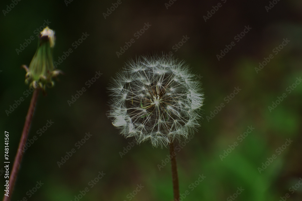 flowers found in Eswatini africa