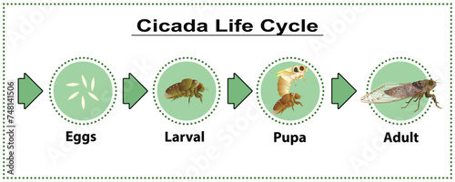 Cicada Life Cycle vector for graphic design,education,agricultural,science,artwork.