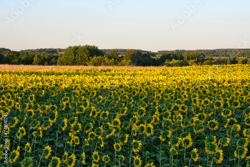 sunflower field with green forest on background in sunset copy space