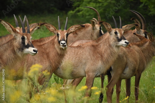 The impala is a medium-sized antelope found in eastern and southern Africa photo