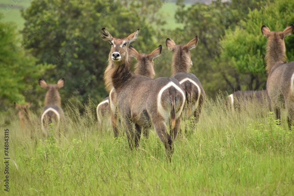 Fototapeta premium The common eland, also known as the southern eland or eland antelope