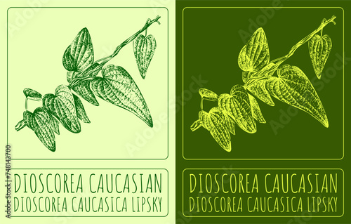 Vector drawing DIOSCOREA CAUCASIAN. Hand drawn illustration. The Latin name is DIOSCOREA CAUCASICA LIPSKY