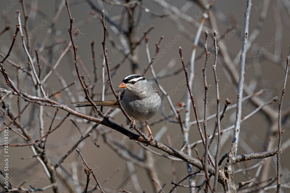 White crowned sparrow on a branch. It is a species of passerine bird native to North America.  A mature bird has a grey face and black and white streaking on the upper head.