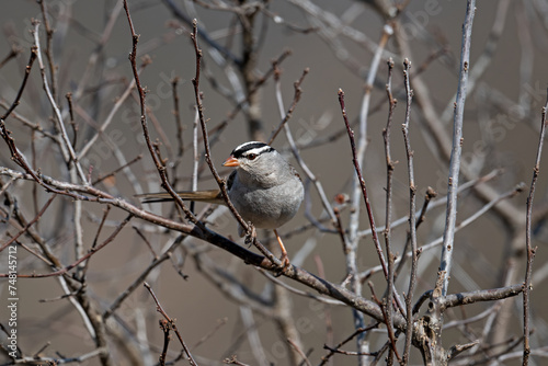 White crowned sparrow on a branch. It is a species of passerine bird native to North America. A mature bird has a grey face and black and white streaking on the upper head.