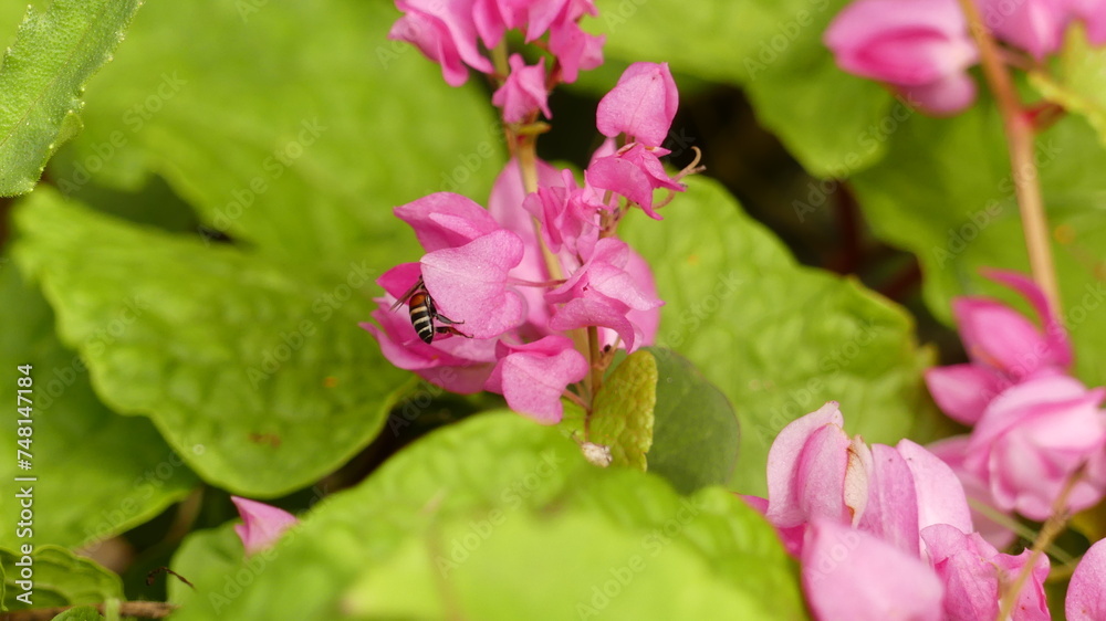 Purple-pink flower closeup