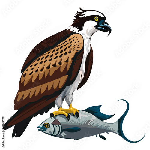 osprey, eagle 