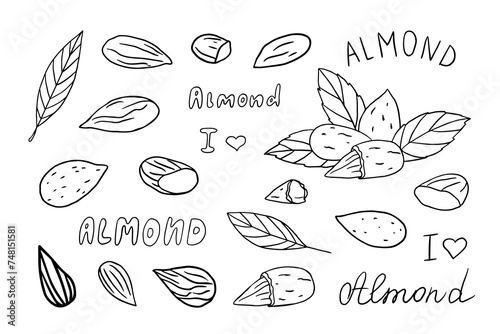 Large set of almonds and almonds in shell. Nuts. Healthy food. Doodle vector illustration EPS10. Hand drawn. Isolated on white background