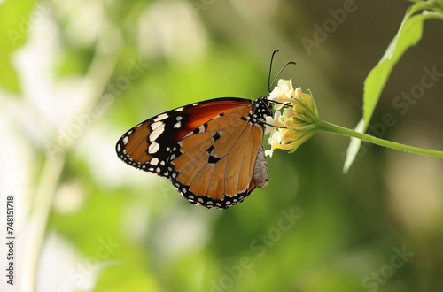 Kleiner Monarch - African monarch photo