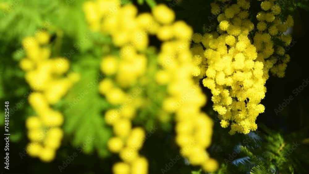 Close-up of yellow Mimosa flowering twigs. Mimosa flowers for International Women's Day on 8 March. Selective Focusing