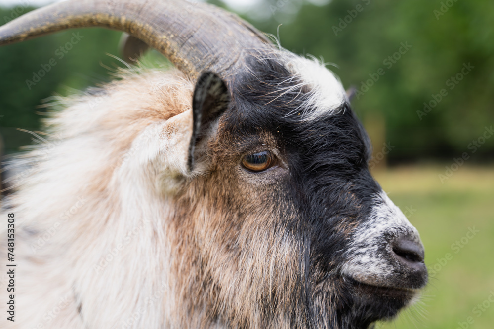 Close-up of a Cameroon goat or African pygmy goat (Capra hircus domestic). Breed of miniature domestic goat. Close-up of a Cameroon goat or African pygmy goat (Capra hircus domestic). Breed of miniature domestic goat.