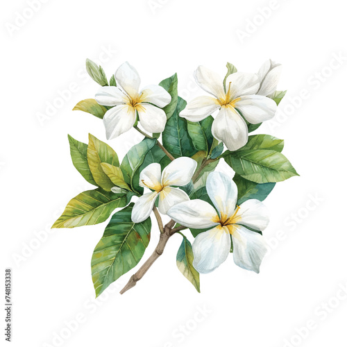 cute jasmine vector illustration in watercolour style © mutia