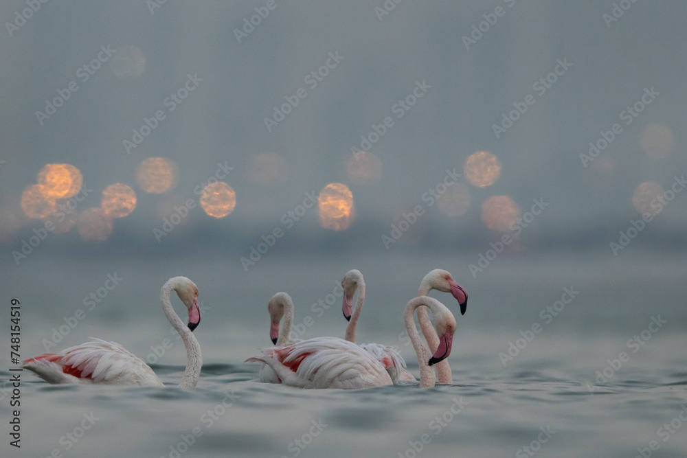 Fototapeta premium Greater Flamingos in the morning hours with dramatic bokeh of city lights at Eker creek