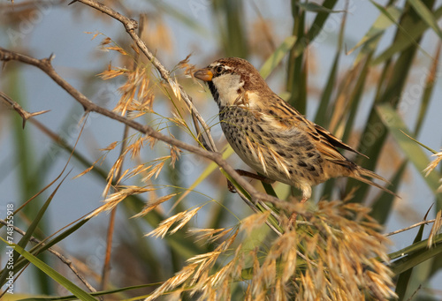 Spanish Sparrow perched on a tree, Bahrain .