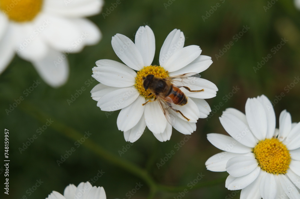Daisy and bee Daisy and bee