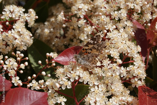 Butterfly on flower closeup photo