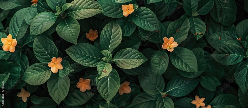 A cluster of vibrant green leaves adorned with bright yellow flowers, creating a striking contrast of colors in nature. The flowers are in full bloom, adding a pop of color to the verdant foliage.