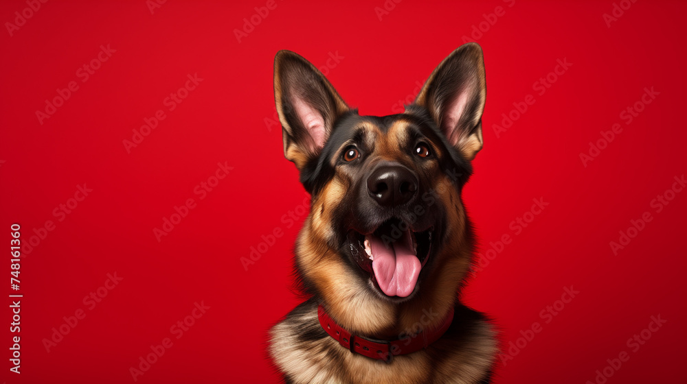 Happy German Shepherd Dog - Red Background with Space for Text. Ideal for Pet-Themed Projects