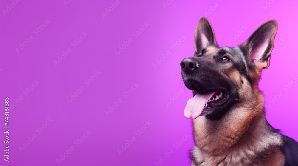 Happy German Shepherd Dog - Purple Background with Space for Text. Ideal for Pet-Themed Projects