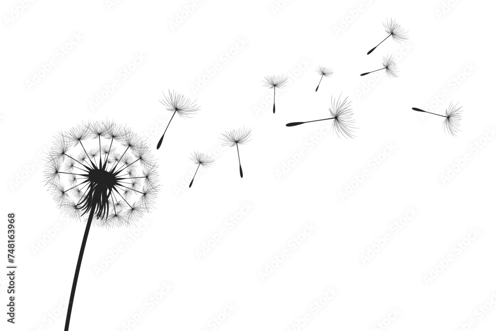 Vector illustration dandelion time. Black Dandelion seeds blowing in the wind. The wind inflates a dandelion isolated on white background.