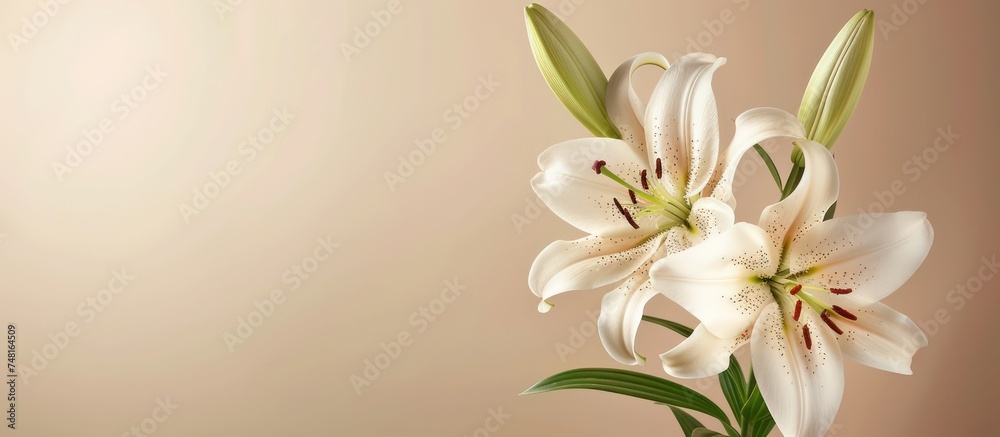 Close-up of beautiful white lilies background, symbolizing gentleness, purity, and virtue Close-up of beautiful white lilies background, symbolizing gentleness, purity, and virtue