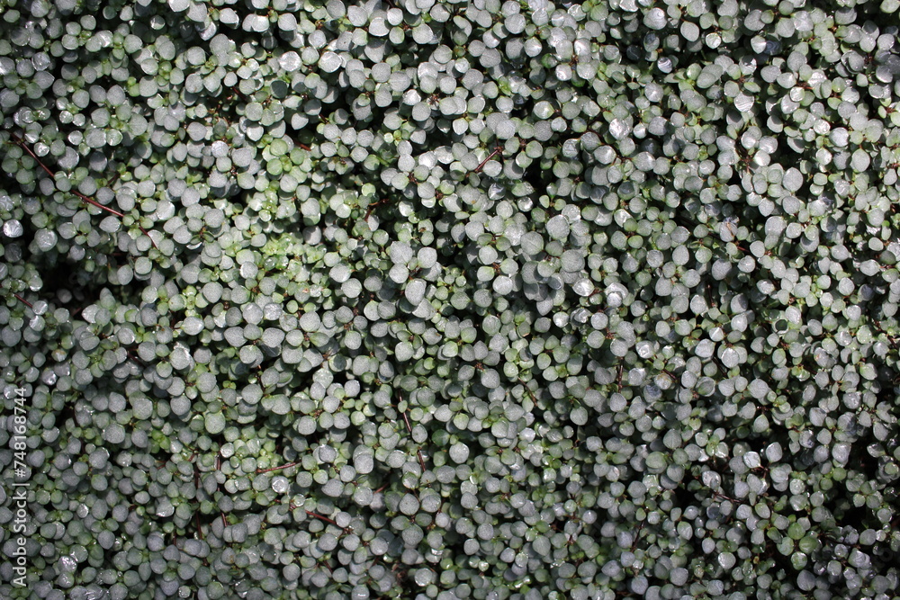 Top view of many small green plants.