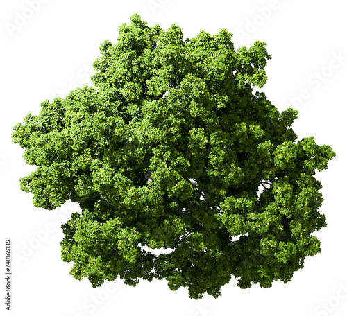 Top view single large woodland trees on transparent backgrounds 3d render png