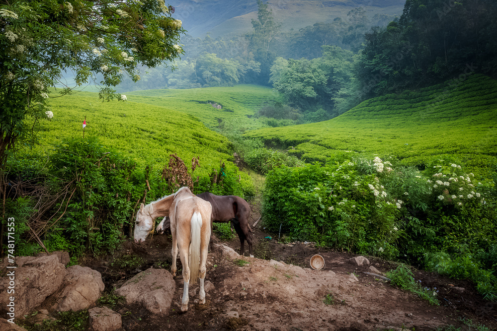 Naklejka premium Two horses at the Munnar Tea Plantation Hill Station in Munnar, Idukki, Kerala, India