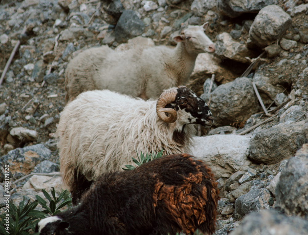 Naklejka premium Wild sheep