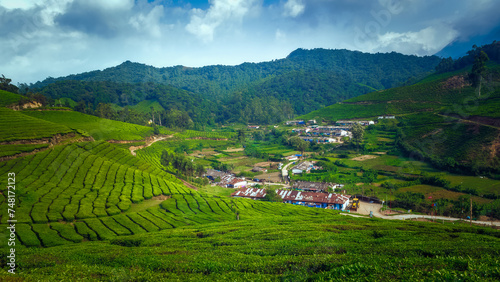 Tea plantations in Munnar  Kerala  India