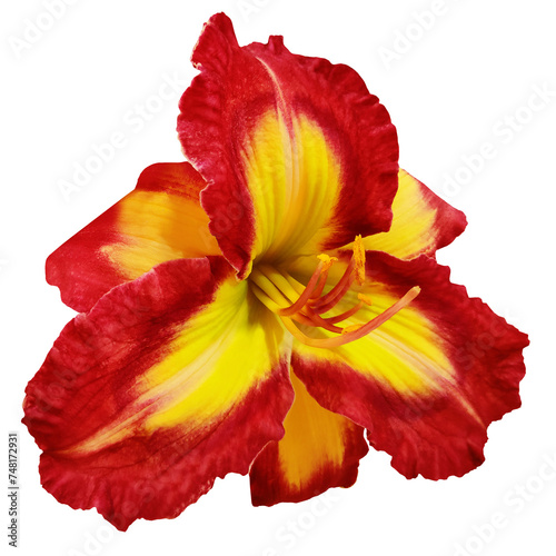 Lily  flower  on   isolated background with clipping path.  Closeup. For design.  Transparent background.    Nature.