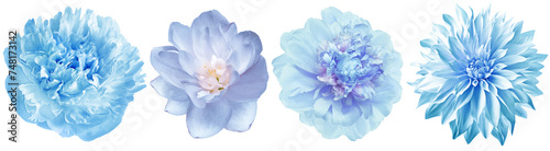 Set  blue  peonies  flowers   on white isolated background with clipping path. Closeup..  Nature. .