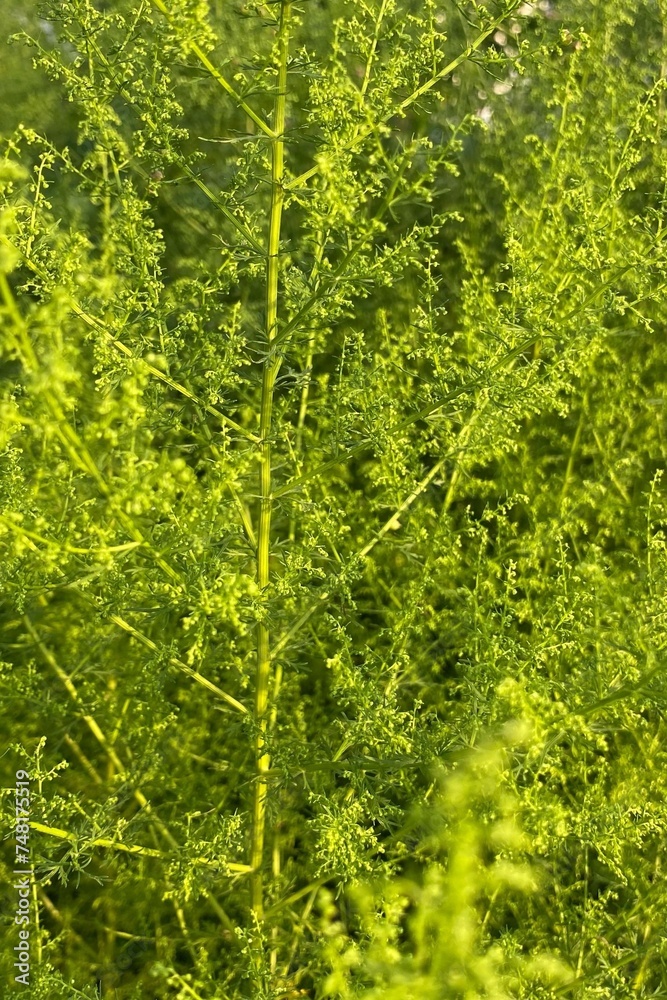 Vertical shot of lush green Artemisia Annua (sweet annie, annual mugwort, sweet wormwood), a traditional Chinese medicinal plant.