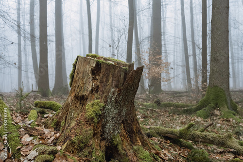 Obraz na płótnie Wald Feld im Februar, Nebelwald Stimmung, morbider Baumstumpf