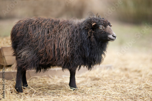 Female brown ouessant sheep portrait