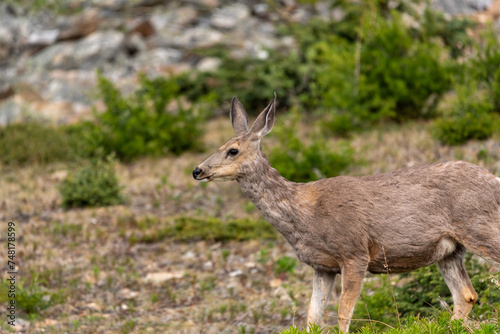 Beautiful mule deer seen in the summer time from hiking from in Banff National Park, Alberta.  © Scalia Media