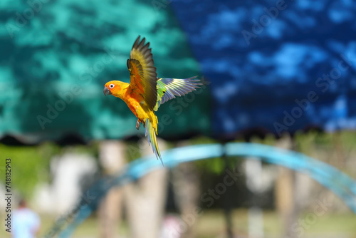 sun conure free flying parrot © Sanit